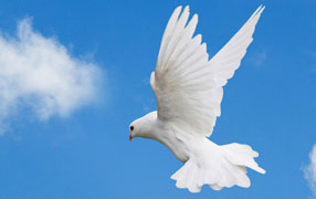 A dove is a symbol of The Holy Spirit